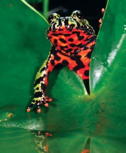 firebellytoad_main