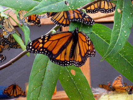 Monarch Butterflies (and eggs) on Ragweed